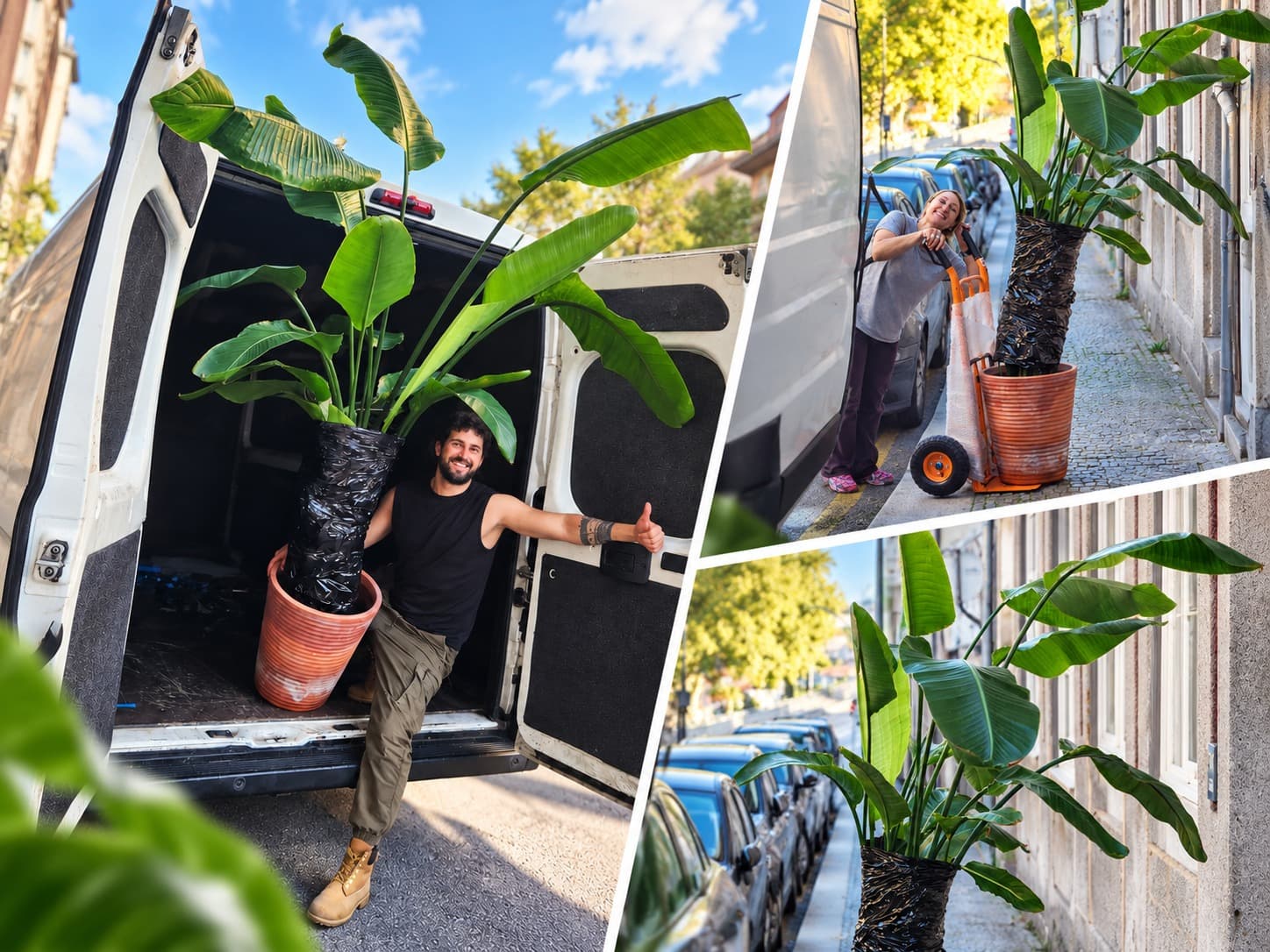 Uma planta, uma carrinha